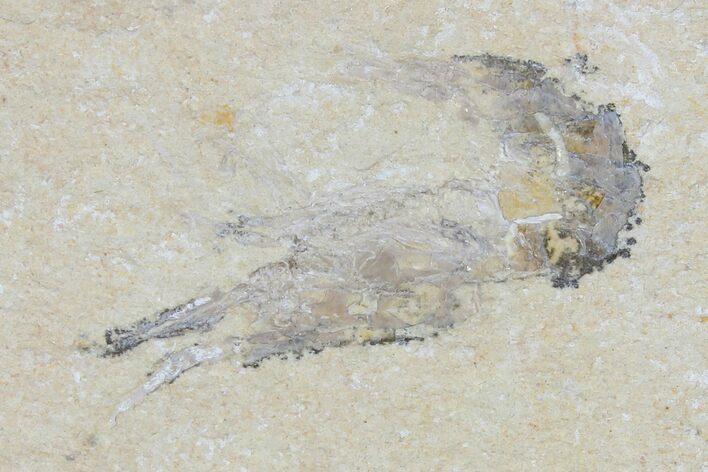 Cretaceous Fossil Shrimp - Lebanon #123919